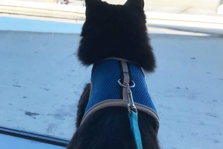 13 Tips for Flying with a Cat In Cabin