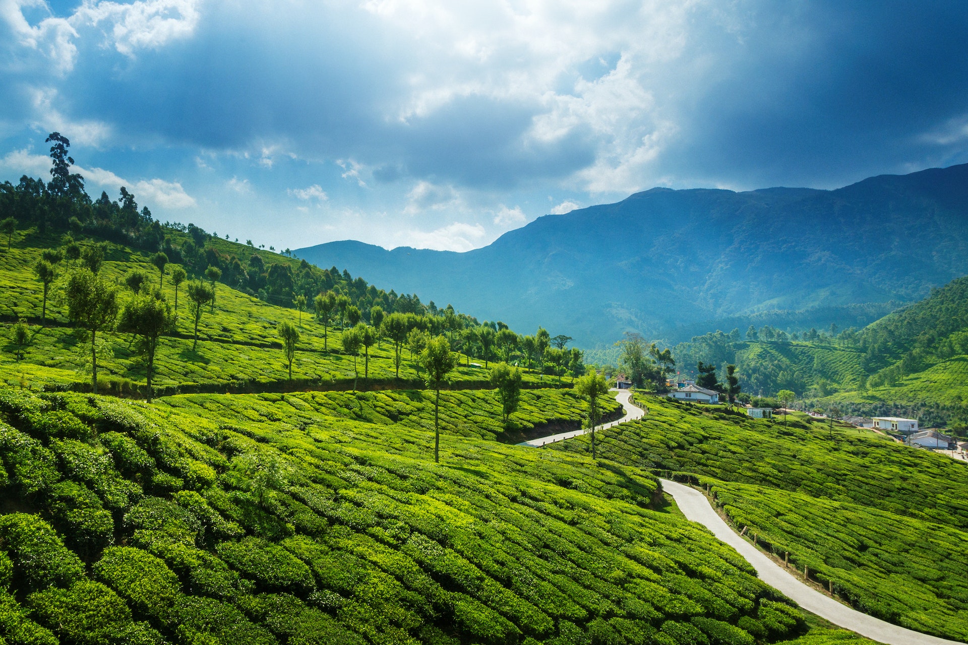 A road runs through lush green tea plantations
